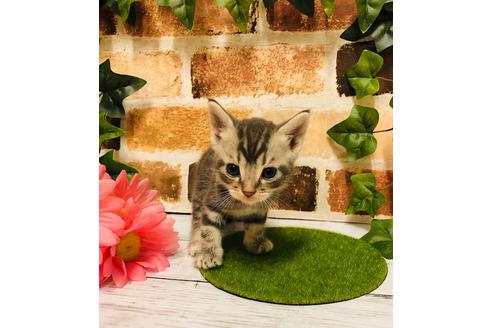 成約済の大阪府のアメリカンショートヘア-6710の2枚目